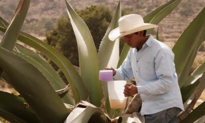 Meksika geleneksel maguey agavından aguamiel özsuyu hasadı